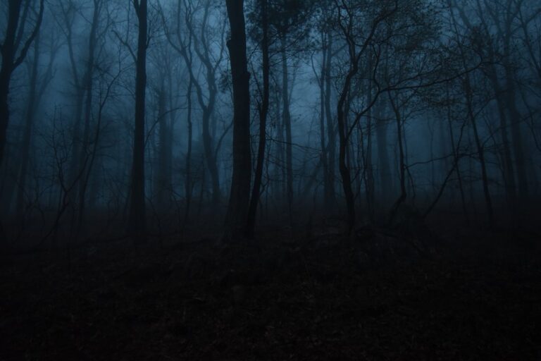 Photo Dark forest