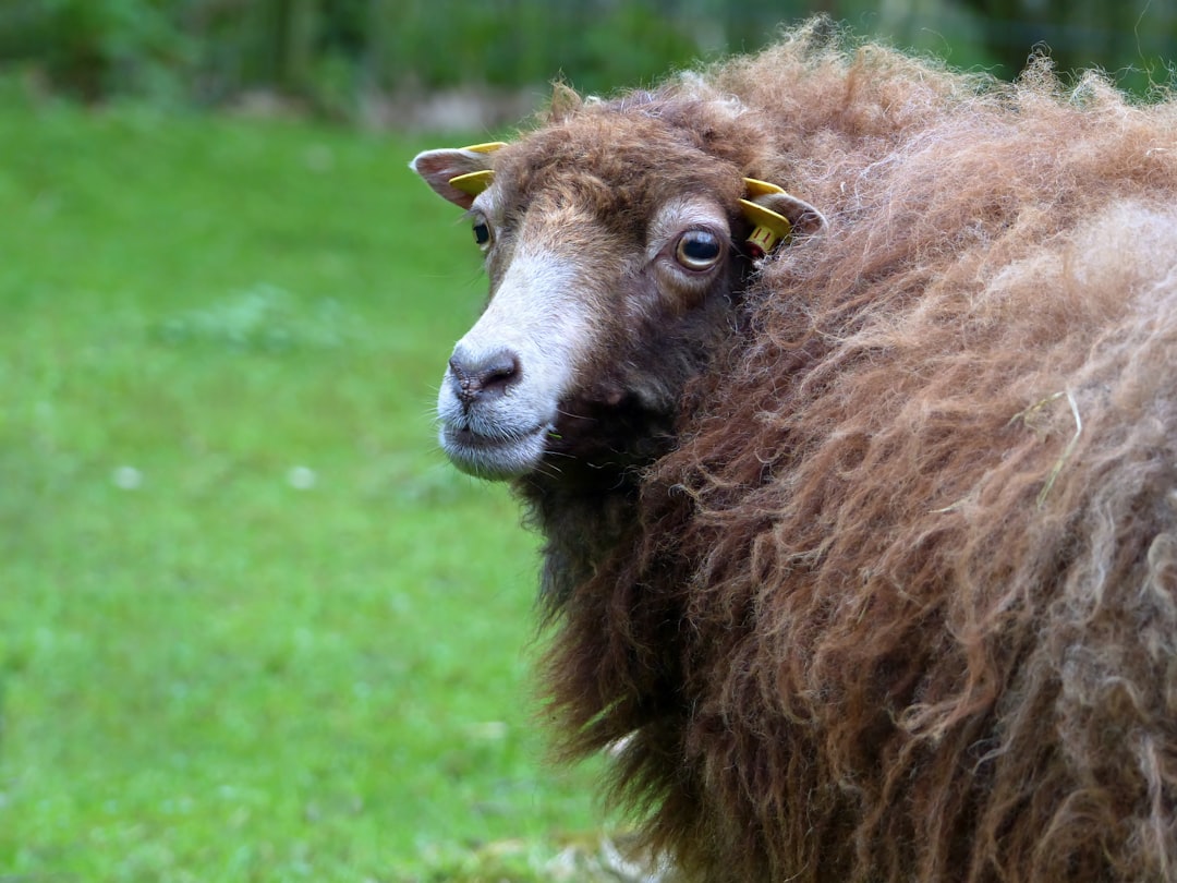 Photo Fluffy sheep